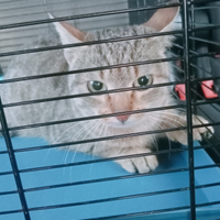 Gattine