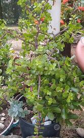 piante grasse Portulacaria Afra ( Giada piccola )