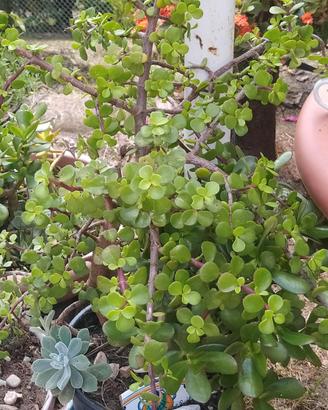 piante grasse Portulacaria Afra ( Giada piccola )