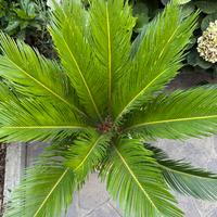 Cycas revoluta