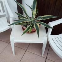 pianta AGAVE 