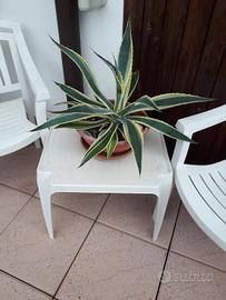 pianta AGAVE 