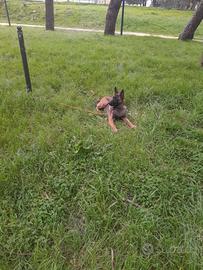 cani malinois 