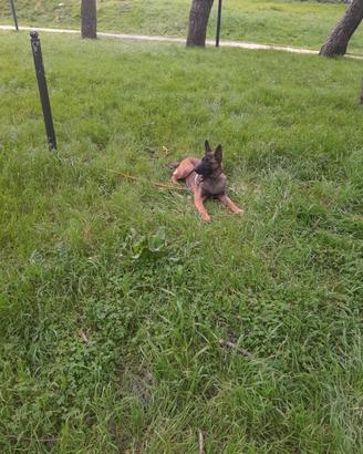 cani malinois 