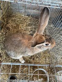 Conigli nostrani