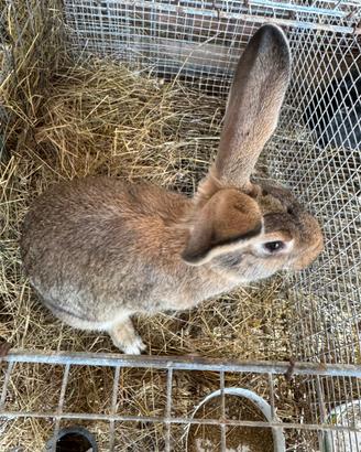 Conigli nostrani