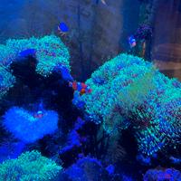 Pesci e anemoni