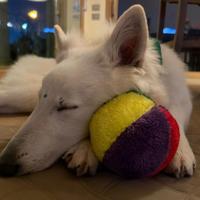 Cucciolo maschio di Pastore Svizzero