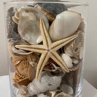 Vaso con conchiglie
