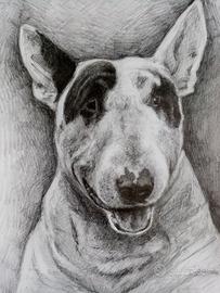 disegno a matita cane Bull Terrier