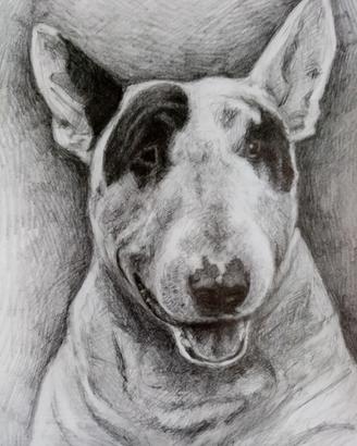 disegno a matita cane Bull Terrier