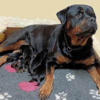 Cuccioli di Rottweiler