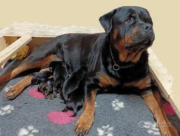 Cuccioli di Rottweiler