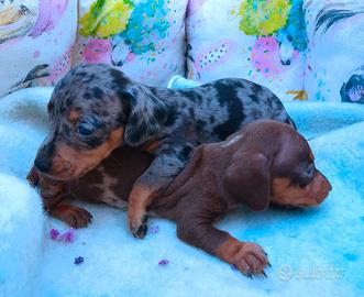 Cuccioli di bassotto kaninchen