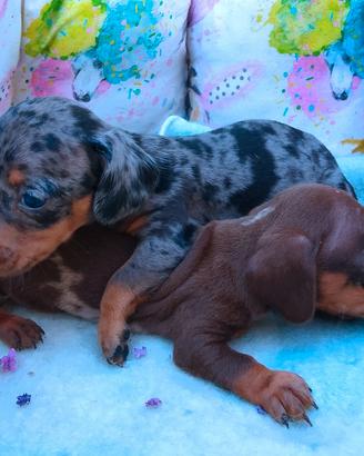 Cuccioli di bassotto kaninchen