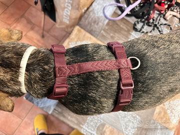 Pettoria H vinaccia