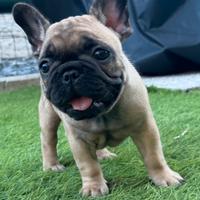 Cuccioli Bull Dog francese alta genealogia
