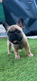 Cuccioli Bull Dog francese alta genealogia