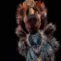 Avicularia braunshaseni