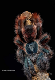 Avicularia braunshaseni