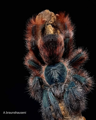 Avicularia braunshaseni