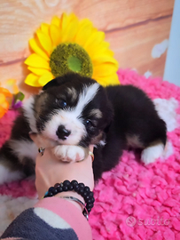 Femmine neretricolore pastore australiano pedigree