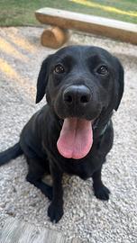 Dolcissima Labrador di 7 anni