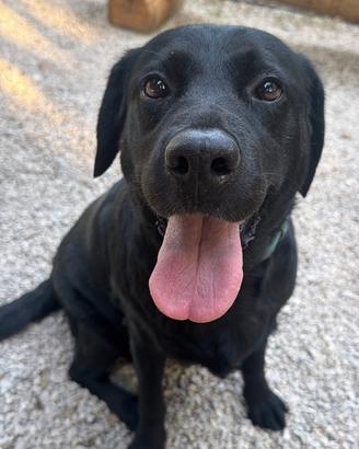 Dolcissima Labrador di 7 anni