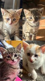 Gattini 1 mese
