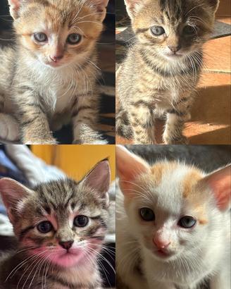 Gattini 1 mese