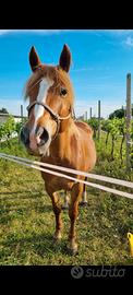 Cavallo super buono