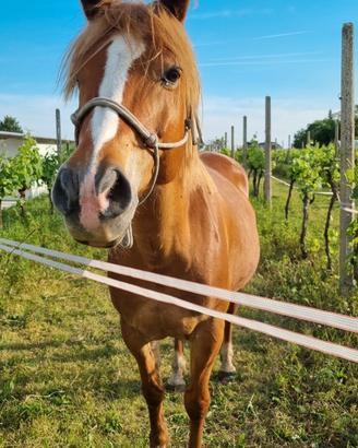 Cavallo super buono