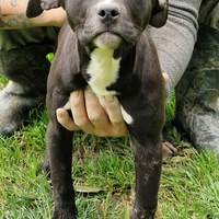 Cucciola di 4 mesi di American Pitbull Terrier