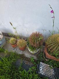 piante grasse  crosoni