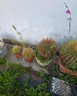 piante grasse  crosoni