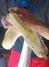 Pitone Birmano 2021 M
