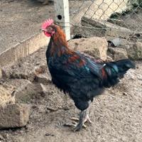 Galletto marans nero ramato
