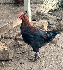 Galletto marans nero ramato