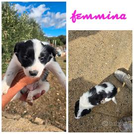 cuccioli di Border Collie 
