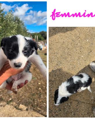cuccioli di Border Collie 