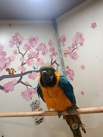 Pappagallo ara ararauna