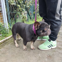 Maschio bulldog francese