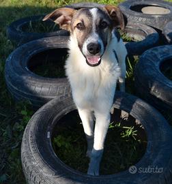 ANGELINA, cucciolina dolcissima a PAVIA