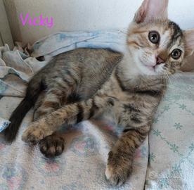 Sweety, sonya, vicky