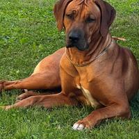 Cuccioli di Rhodesian Ridgeback