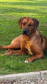 Cuccioli di Rhodesian Ridgeback