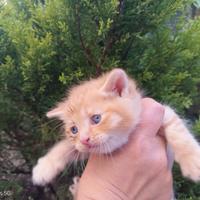 Gattini micetti Cuccioli British red tabby
