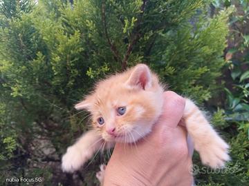 Gattini micetti Cuccioli British red tabby