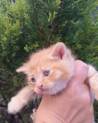 Gattini micetti Cuccioli British red tabby