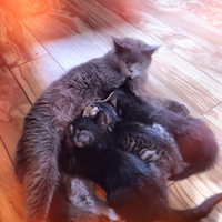 British shorthair